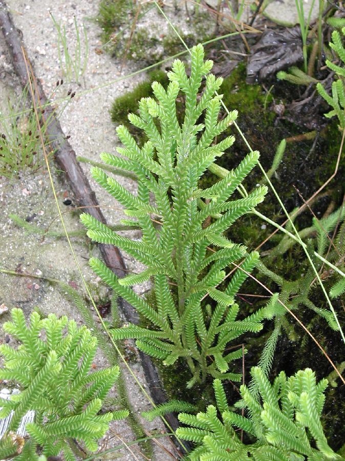 Lycopodiaceae Diphasium jussiaei