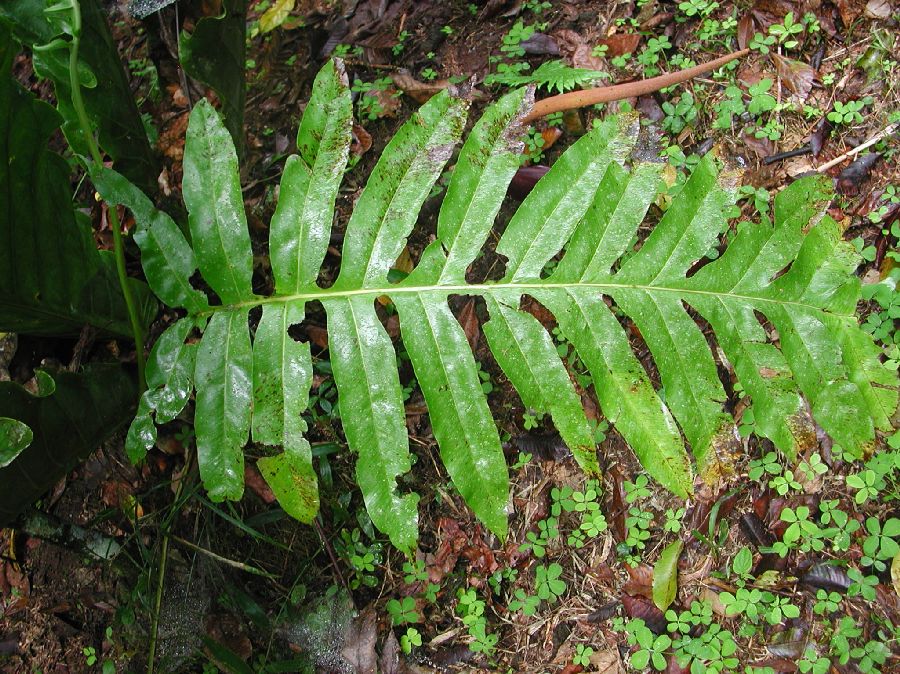 Polypodiaceae Phlebodium decumanum