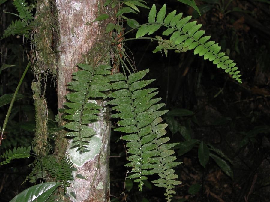 Aspleniaceae Asplenium salicifolium