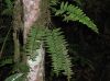 image of Asplenium salicifolium