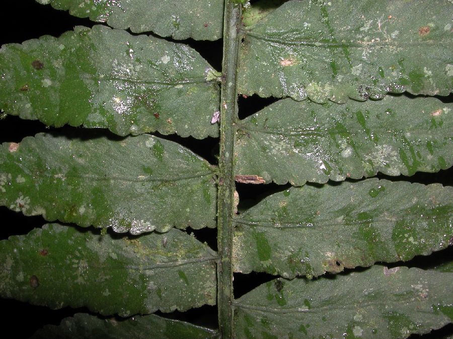 Aspleniaceae Asplenium salicifolium