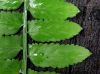 image of Asplenium salicifolium