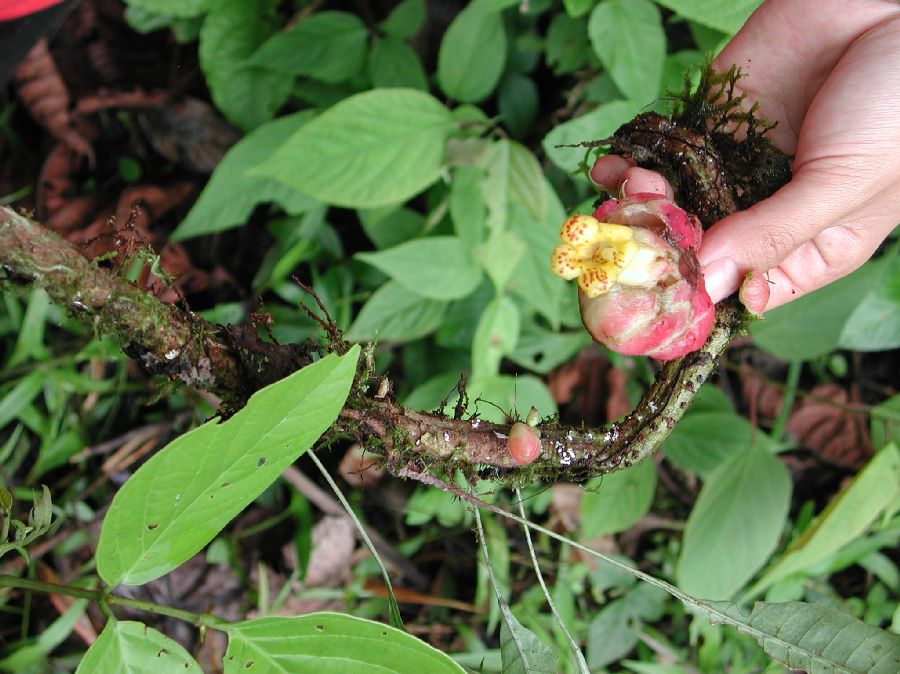 Gesneriaceae Besleria 