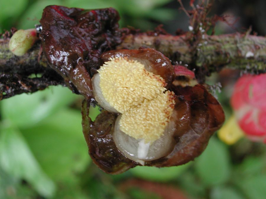 Gesneriaceae Besleria 