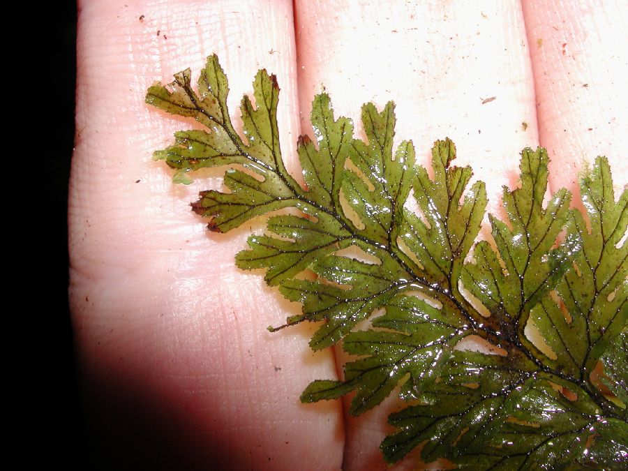 Hymenophyllaceae Hymenophyllum fucoides