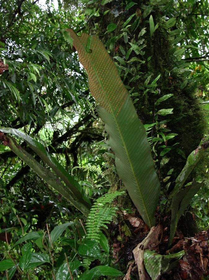 Polypodiaceae Niphidium crassifolium