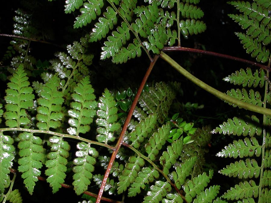 Dennstaedtiaceae Paesia acclivis