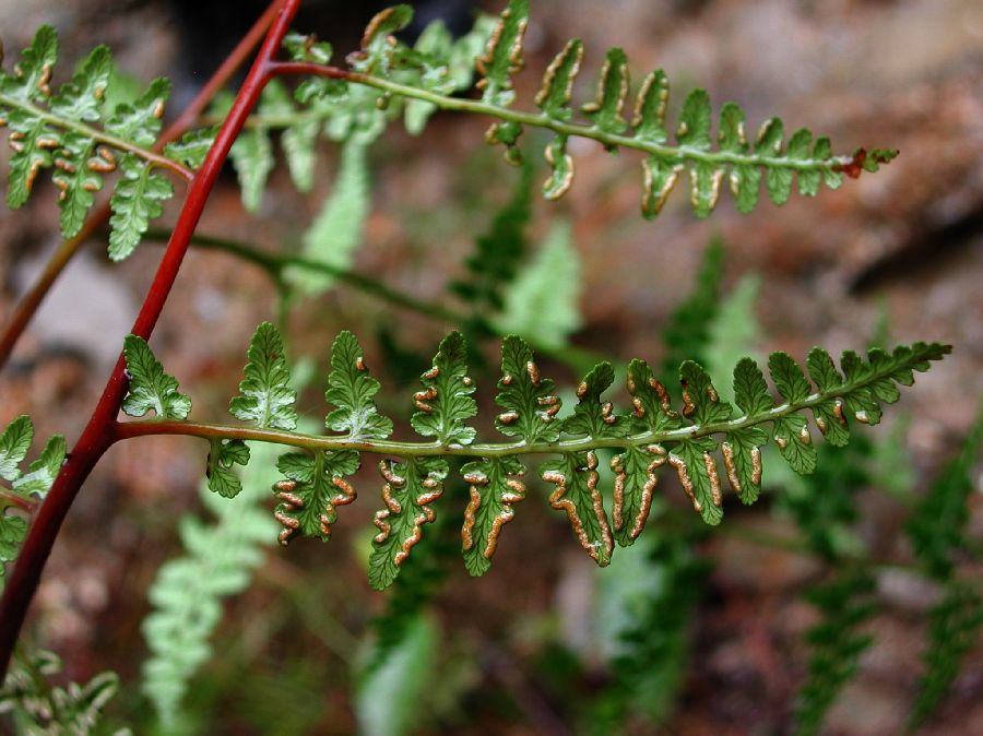 Dennstaedtiaceae Paesia acclivis