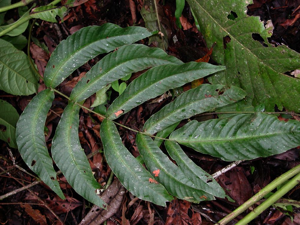 Tectariaceae Tectaria 