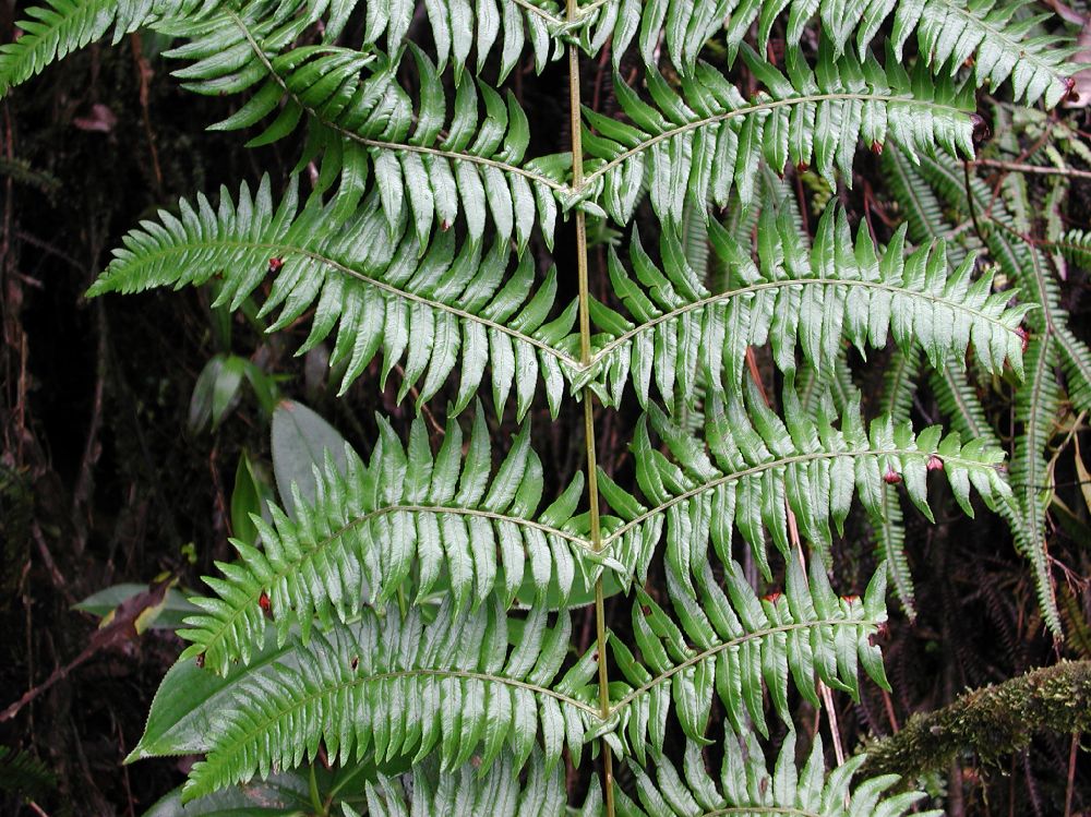 Thelypteridaceae Amauropelta pteroidea