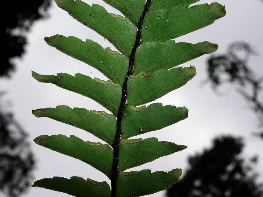 Pteridaceae Adiantum villosissimum