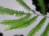 image of Adiantum villosissimum