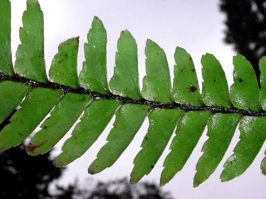 Pteridaceae Adiantum villosissimum