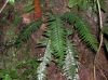 image of Asplenium laetum