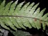 image of Asplenium laetum