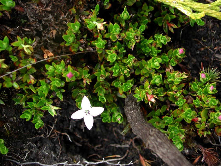 Rubiaceae Hedyotis 