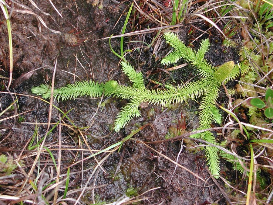 Lycopodiaceae Lycopodiella mathewsii