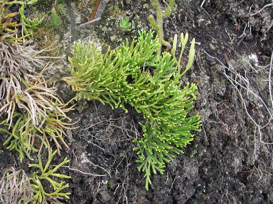 Lycopodiaceae Diphasiastrum thyoides