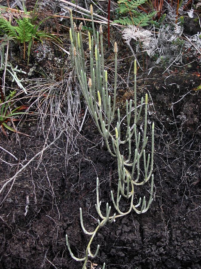 Lycopodiaceae Lycopodium vestitum