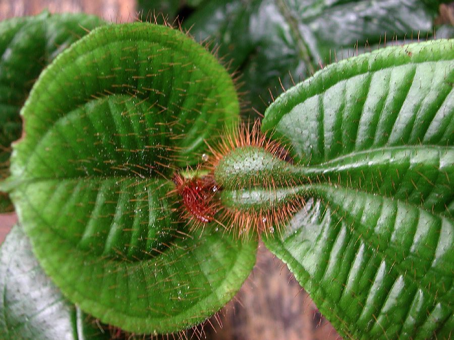 Melastomataceae Clidemia aff. heterodoxa