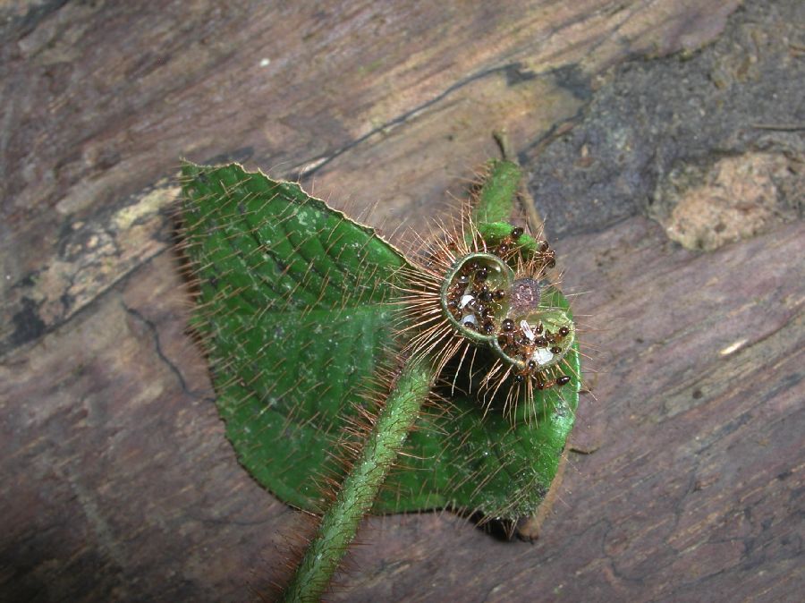 Melastomataceae Clidemia aff. heterodoxa