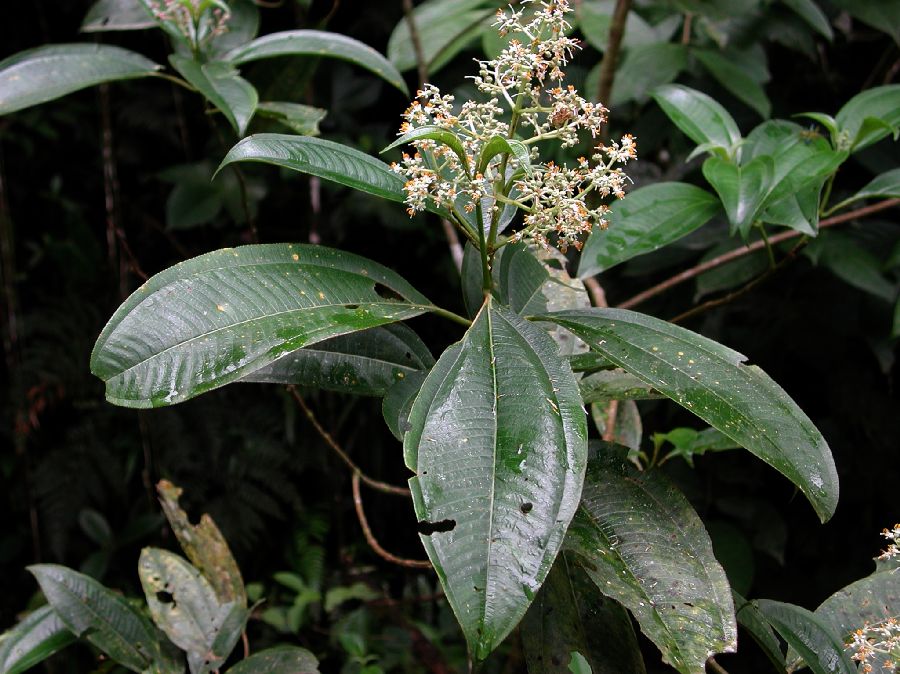 Melastomataceae Miconia 