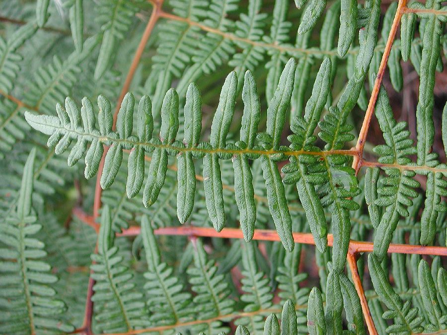 Dennstaedtiaceae Pteridium arachnoideum