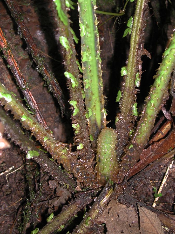 Thelypteridaceae Amauropelta 