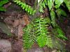 image of Asplenium alatum