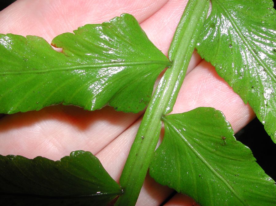 Aspleniaceae Asplenium alatum