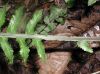 image of Asplenium pteropus