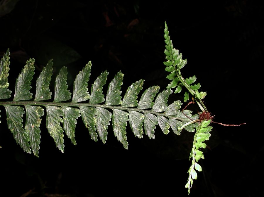 Aspleniaceae Asplenium pteropus