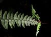 image of Asplenium pteropus