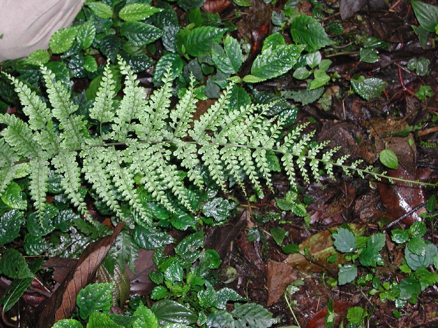 Aspleniaceae Asplenium uniseriale