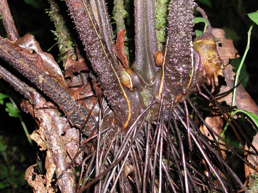 Dennstaedtiaceae Dennstaedtia coronata