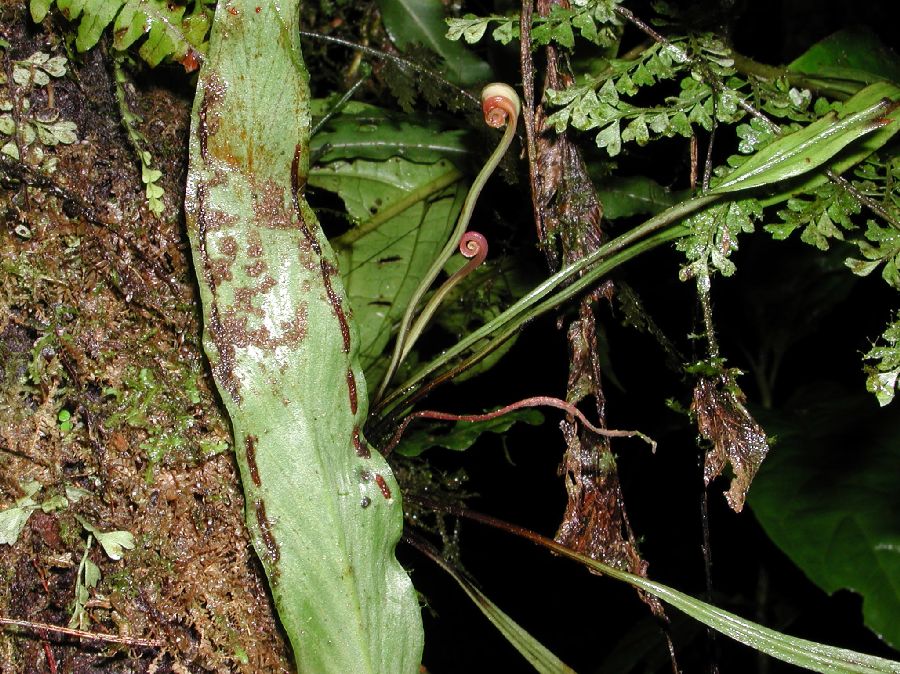 Pteridaceae Radiovittaria remota