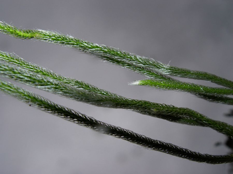 Lycopodiaceae Lycopodium venustum