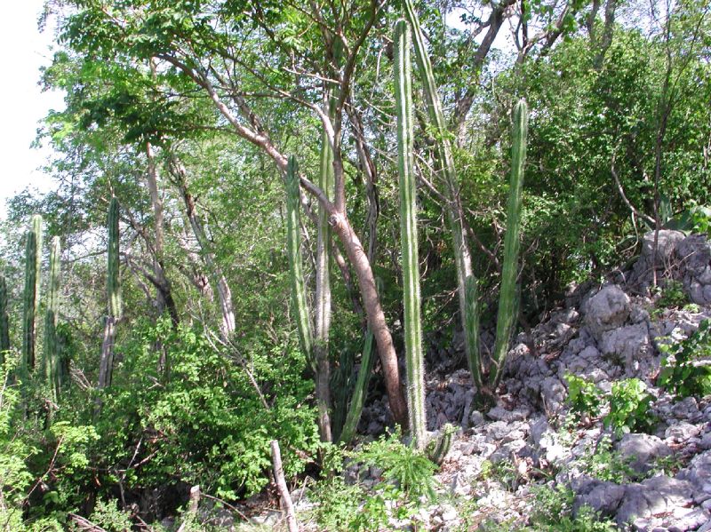 Cactaceae Stenocereus aragonii