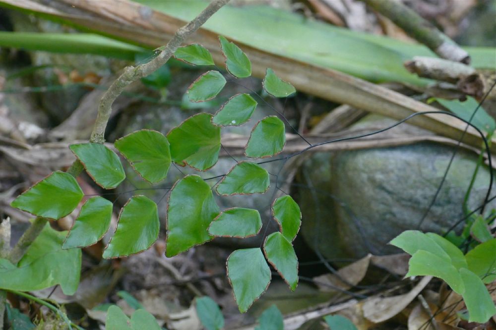 Pteridaceae Adiantum seemannii