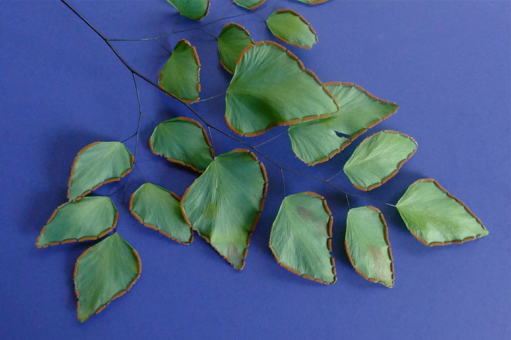 Pteridaceae Adiantum seemannii