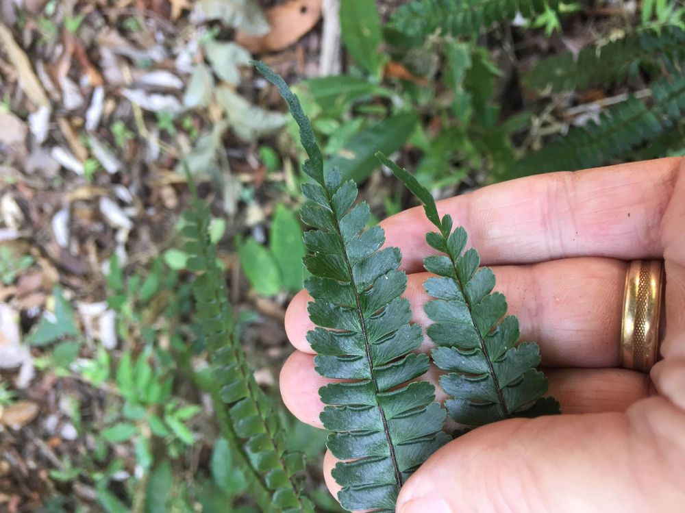 Pteridaceae Adiantum tetraphyllum