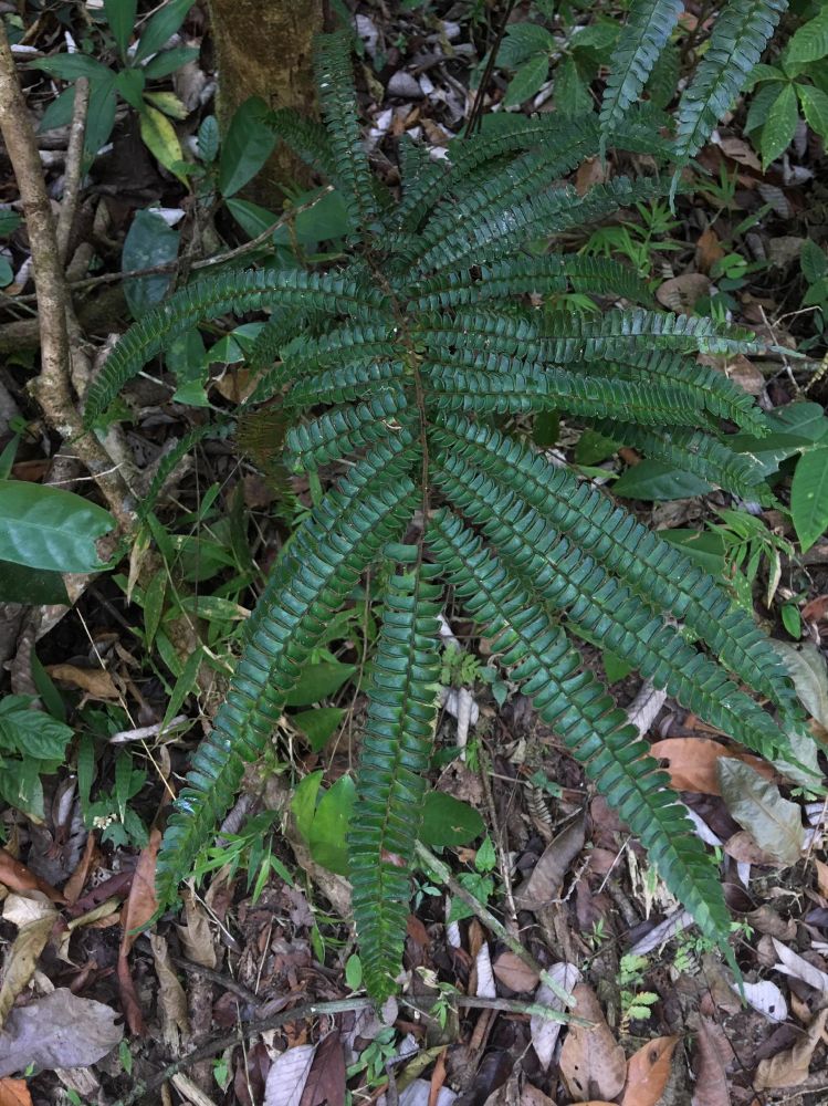 Pteridaceae Adiantum tetraphyllum