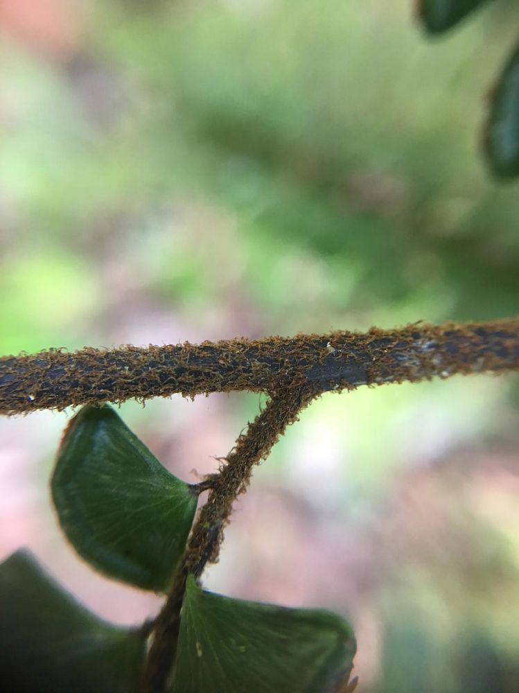 Pteridaceae Adiantum tetraphyllum