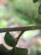 image of Adiantum tetraphyllum