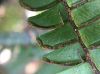 image of Adiantum tetraphyllum