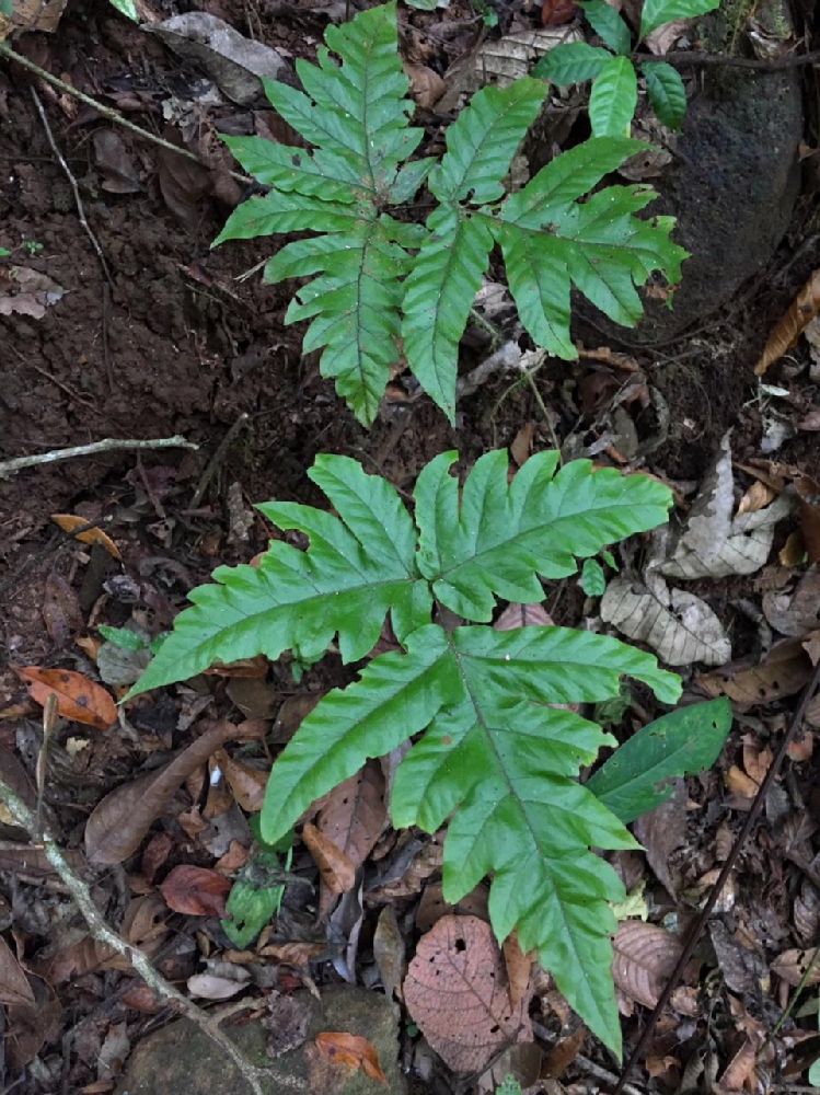 Tectariaceae Tectaria incisa