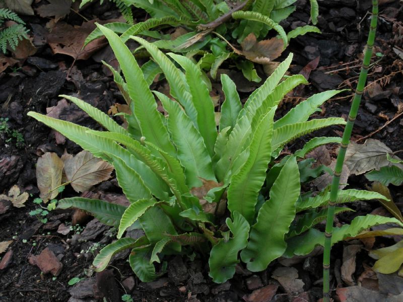 Aspleniaceae Asplenium scolopendrium