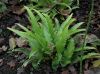 image of Asplenium scolopendrium