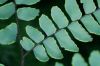 image of Adiantum latifolium