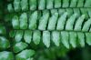 image of Adiantum latifolium